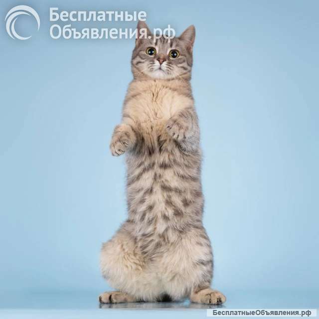 Очаровательная Мишель ищет дом