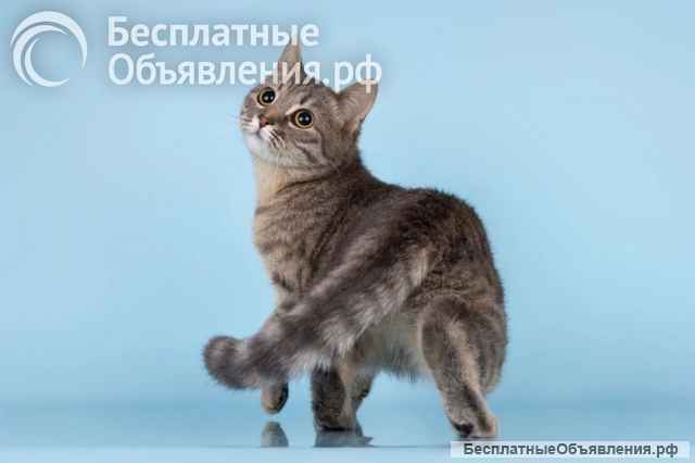 Очаровательная Мишель ищет дом