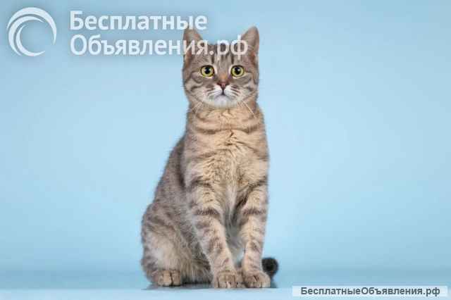 Очаровательная Мишель ищет дом