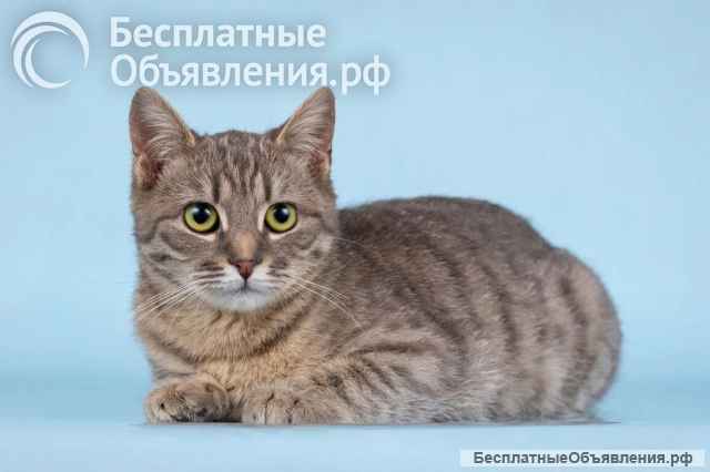 Очаровательная Мишель ищет дом