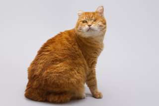 Кошечка Наташа ищет дом