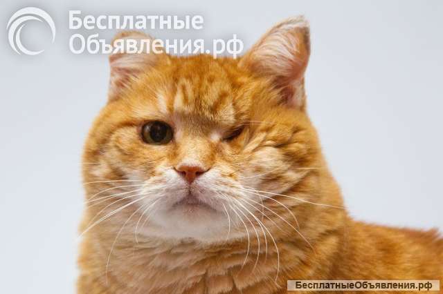 Кошечка Наташа ищет дом