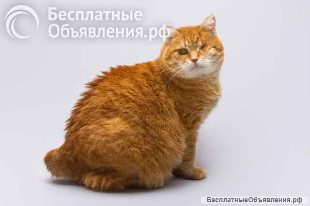 Кошечка Наташа ищет дом
