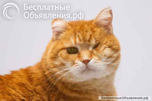 Кошечка Наташа ищет дом