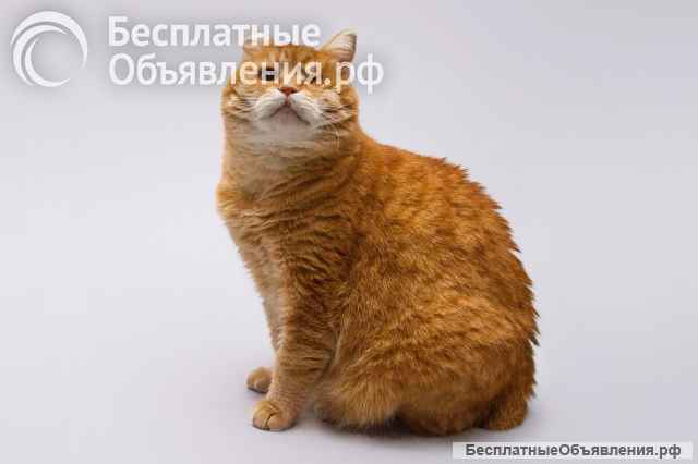Кошечка Наташа ищет дом