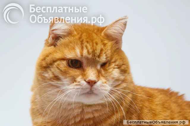 Кошечка Наташа ищет дом