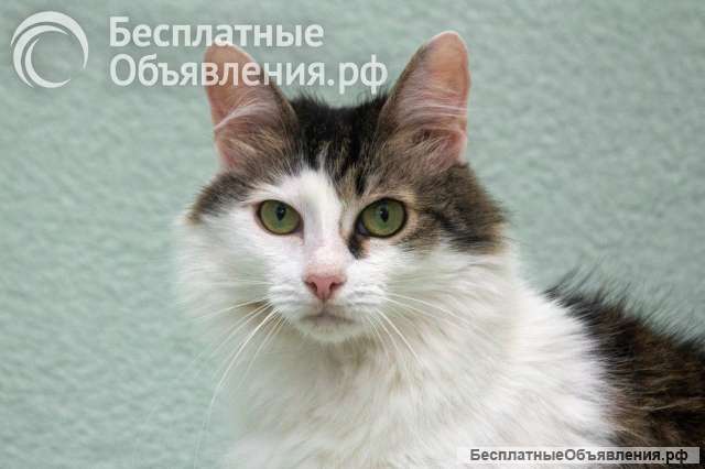 Кошечка Мю ищет доброе сердце
