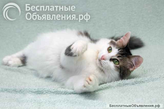Кошечка Мю ищет доброе сердце