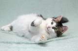 Кошечка Мю ищет доброе сердце