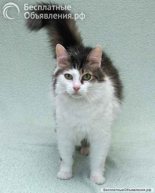 Кошечка Мю ищет доброе сердце