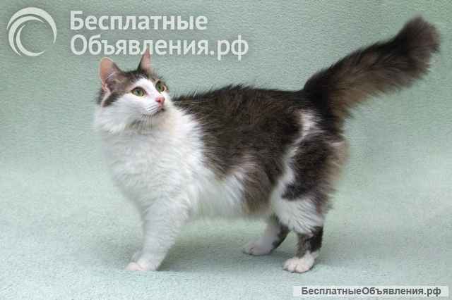 Кошечка Мю ищет доброе сердце