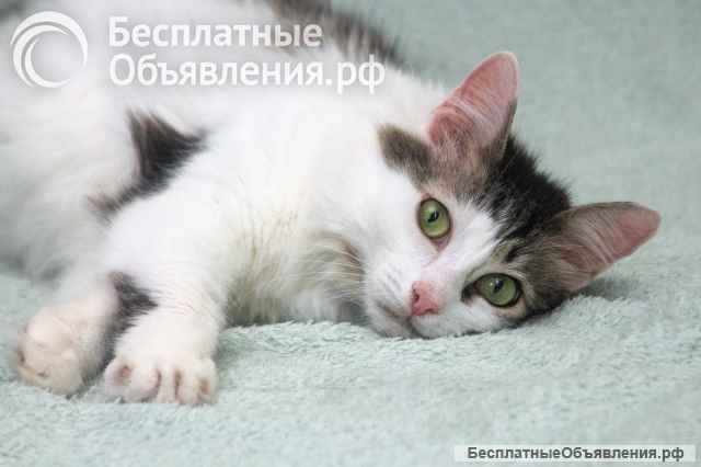 Кошечка Мю ищет доброе сердце