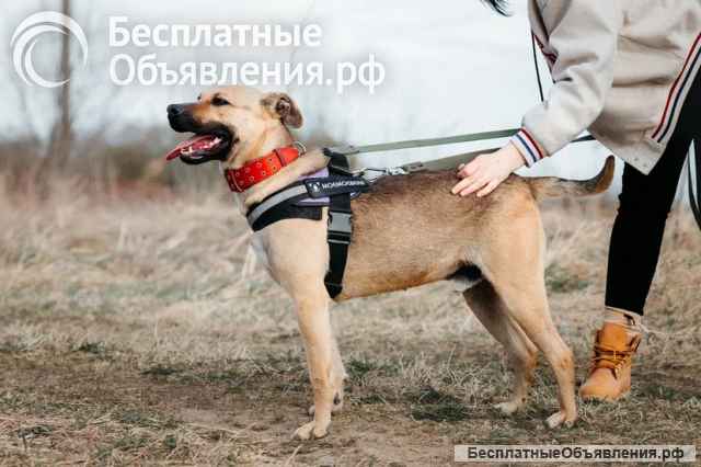 Замечательный Сириус ищет семью