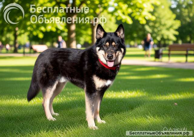 Шикарный кобель лайка метис Джейсон