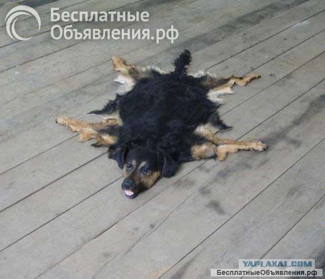 Избавимся от Вашего питомца