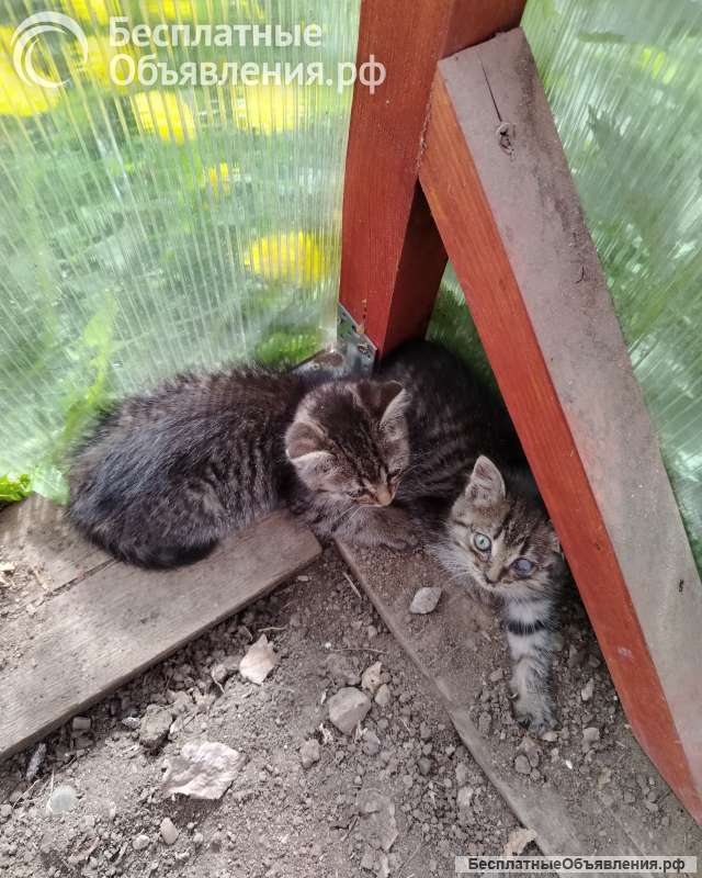 Котята в добрые руки