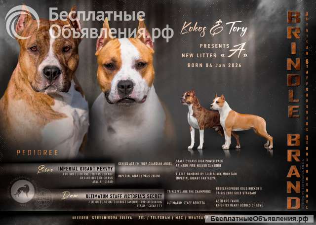 Шикарная девочка Амстаффтерьера ркф