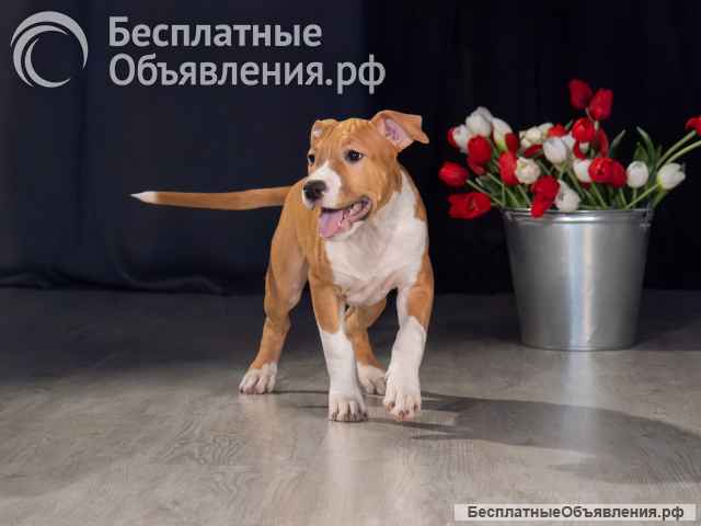Шикарная девочка Амстаффтерьера ркф