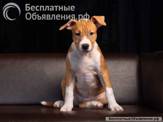 Шикарная девочка Амстаффтерьера ркф