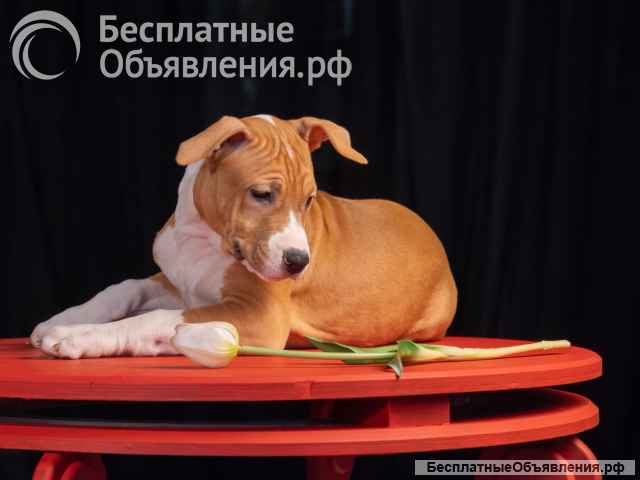 Шикарная девочка Амстаффтерьера ркф