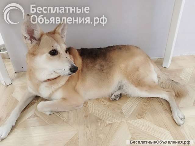 Ищет дом удивительная Альма, собака с сердцем ребенка