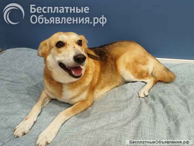Ищет дом удивительная Альма, собака с сердцем ребенка