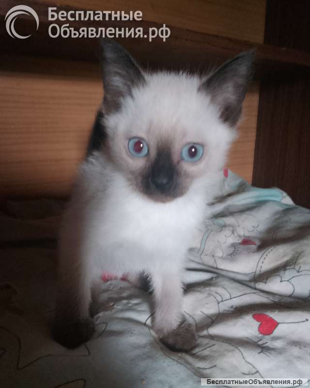 Тайские котята