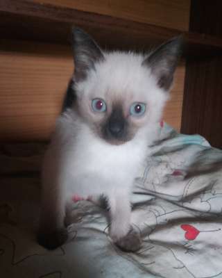 Тайские котята