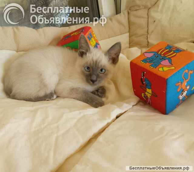 Тайские котята