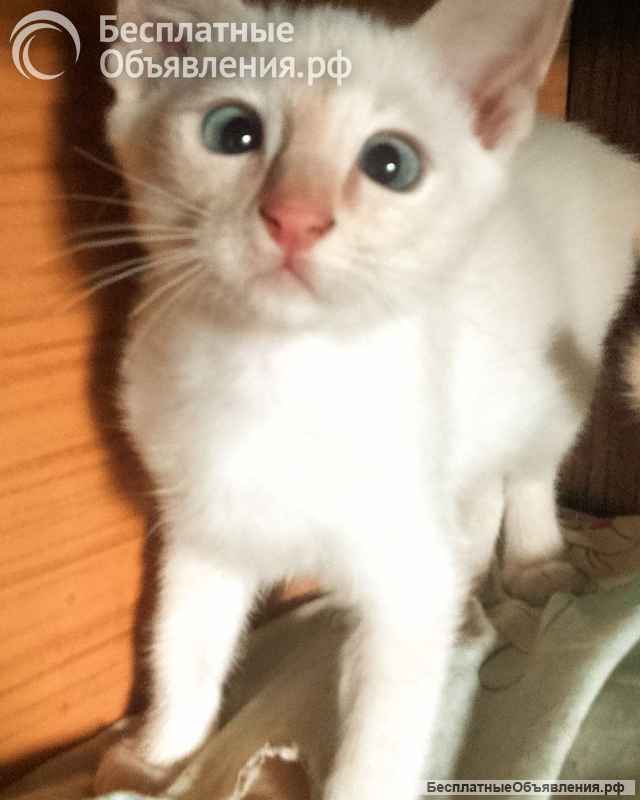Тайские котята