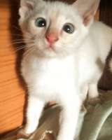 Тайские котята