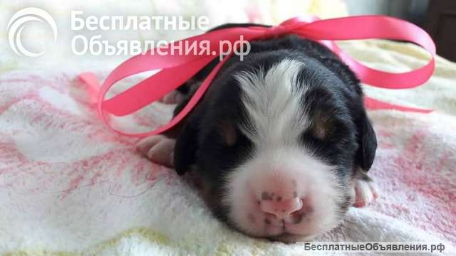 Бернский зенненхунд. Щенки