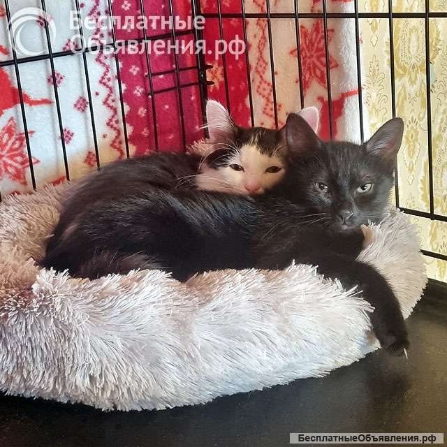 Ищут своё счастье котодетки Фунтик и Кола