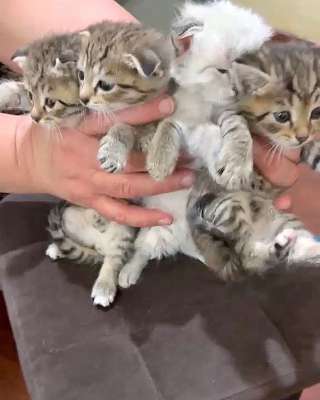 Их должно было смыть ливнем, но мама-кошка решила иначе