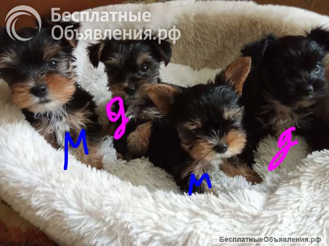 Щенки йоркширского терьера