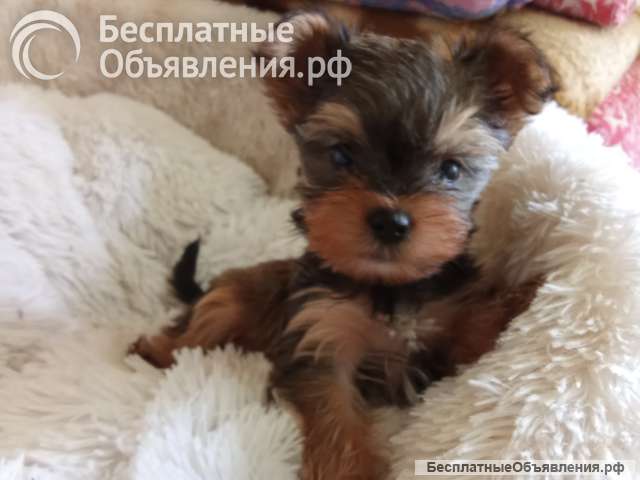 Щенки йоркширского терьера