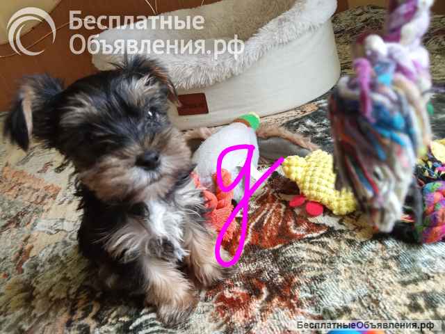 Щенки йоркширского терьера