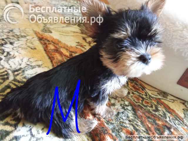 Щенки йоркширского терьера