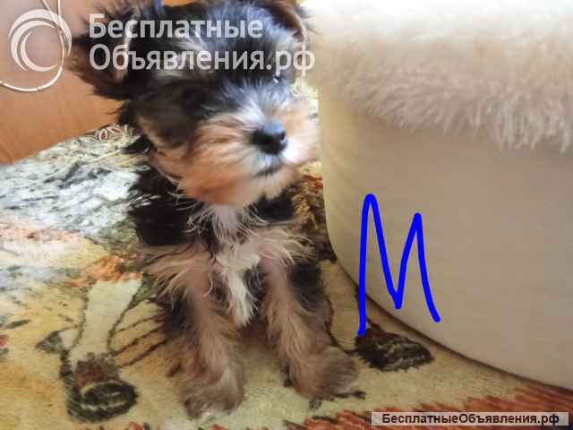 Щенки йоркширского терьера