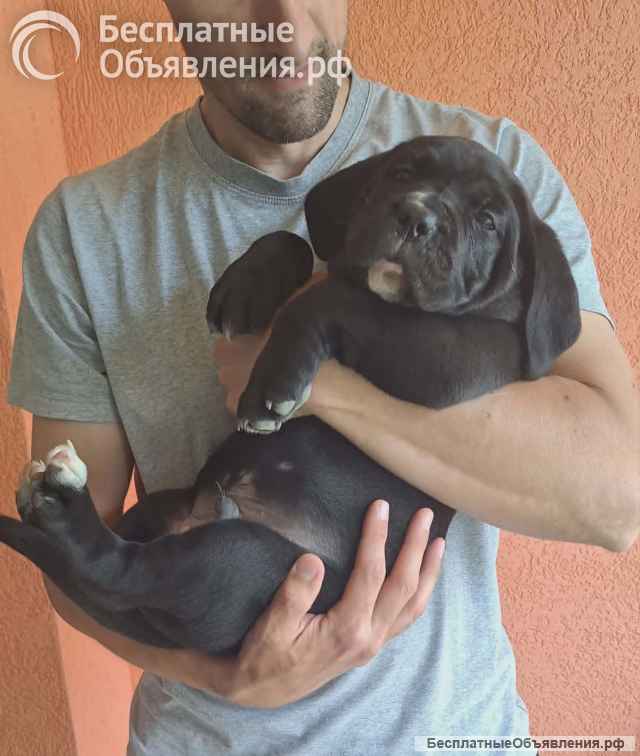 Кане Корсо Щенки
