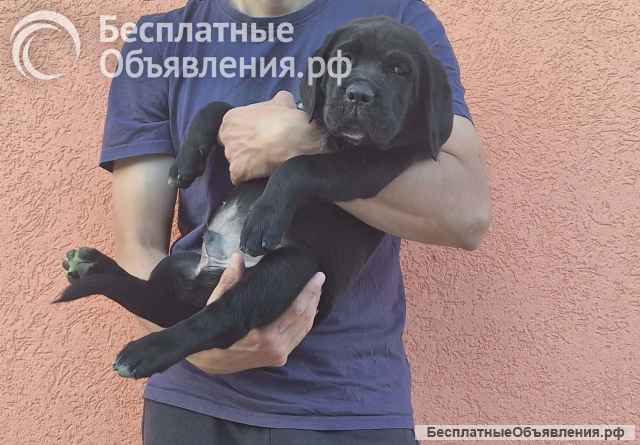 Кане Корсо Щенки