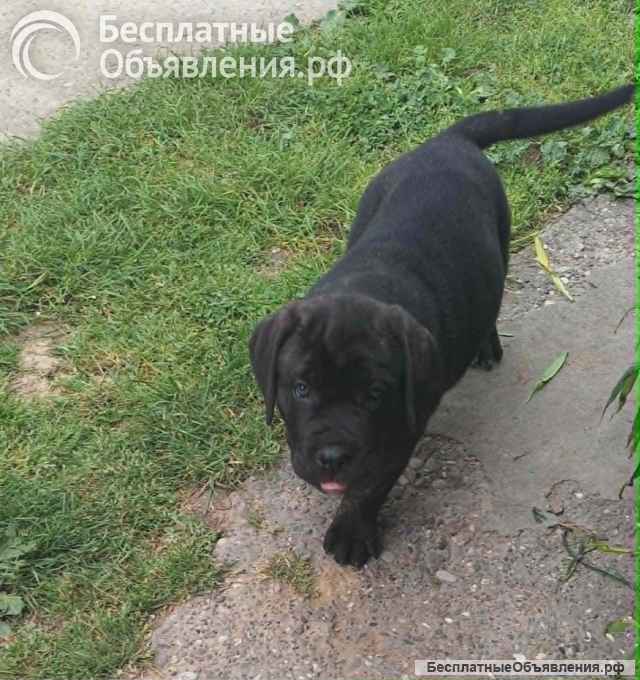 Кане Корсо Щенки