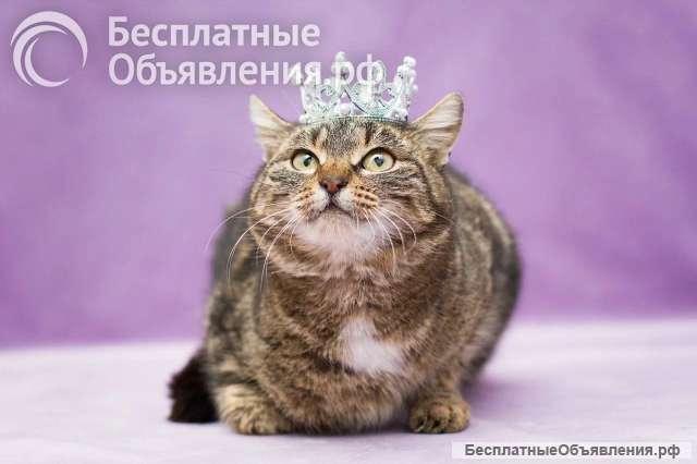 Кошка Леопарда ищет дом