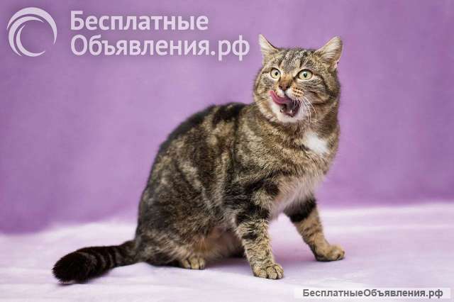 Кошка Леопарда ищет дом