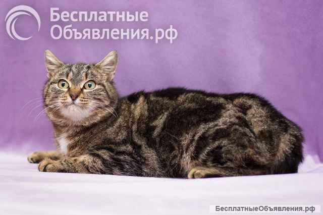 Кошка Леопарда ищет дом