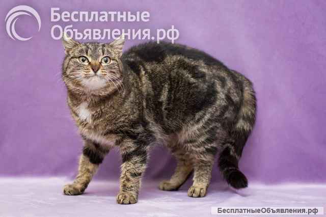 Кошка Леопарда ищет дом