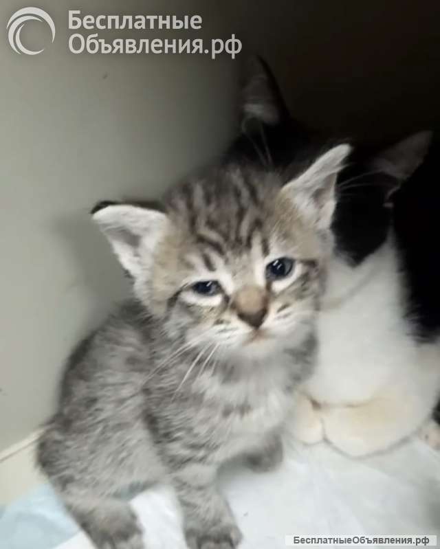 Котята ищут дом