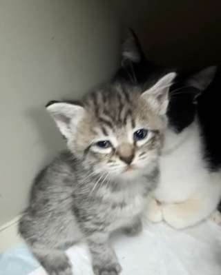 Котята ищут дом