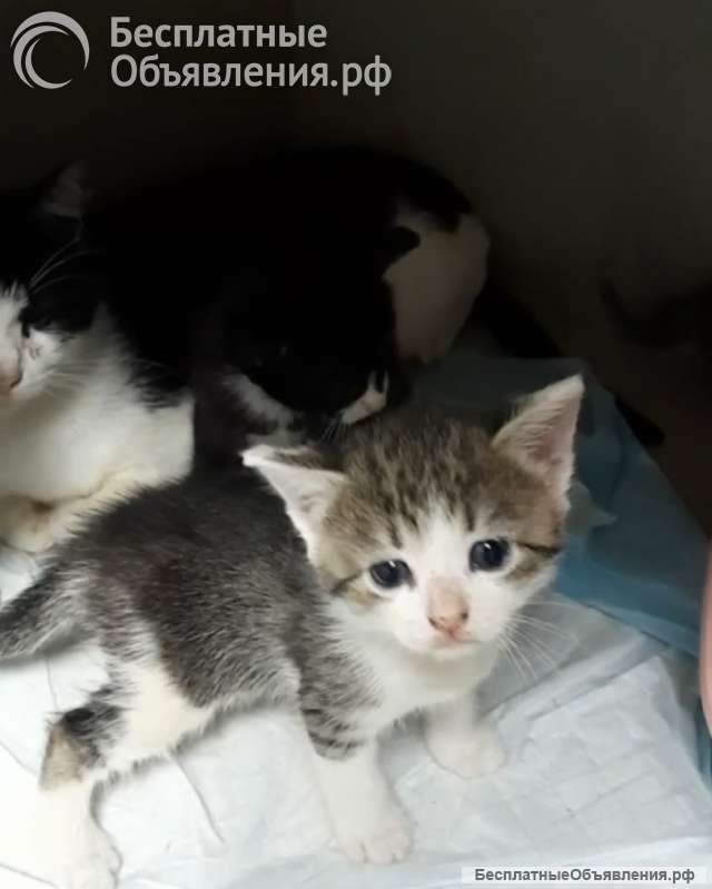 Котята ищут дом
