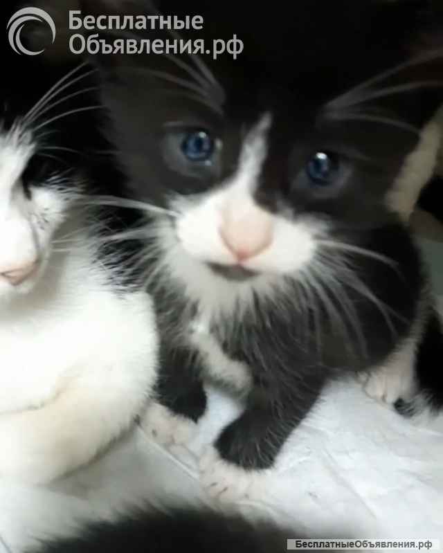 Котята ищут дом